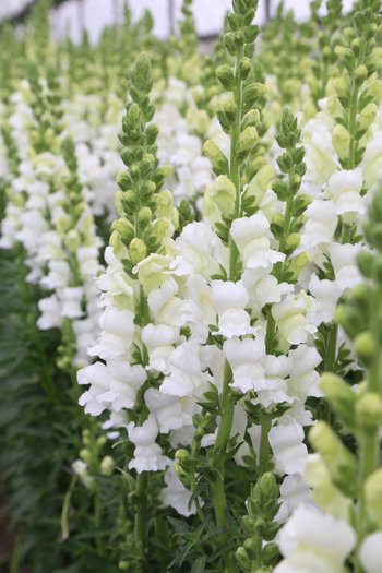 Snapdragon White 